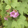 Purple-Flowering Raspberry