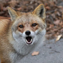 Japanese Red Fox