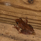 Spring Peeper