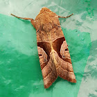 Brown Crescent Dart