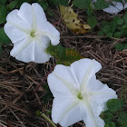 Moonflower