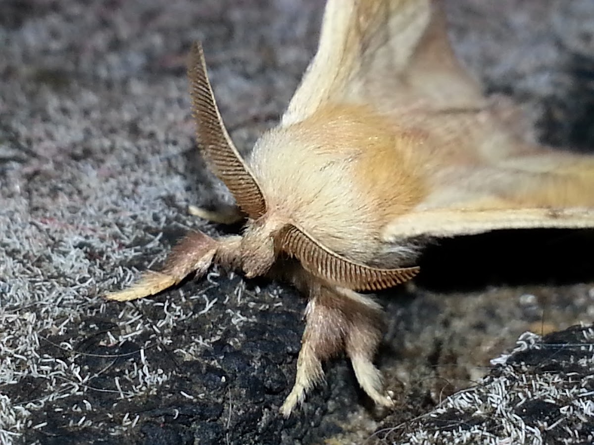 Unknown Moth?