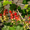 Redcurrant