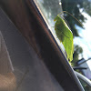 Katydid