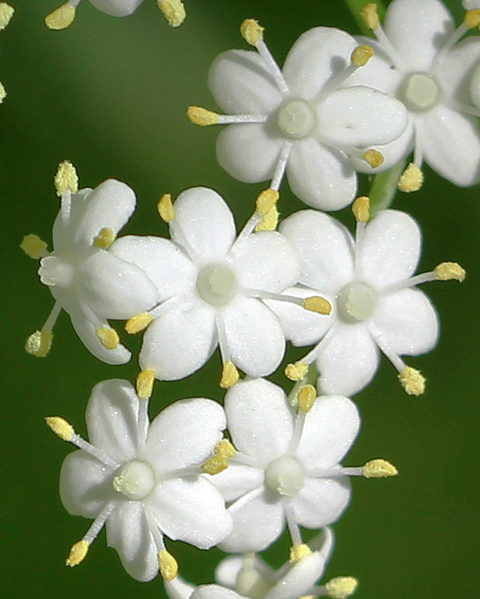 American Black Elderberry