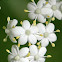 American Black Elderberry