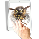 Insect 3D Spin - General Chrome extension download