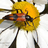 Longhorn Beetle