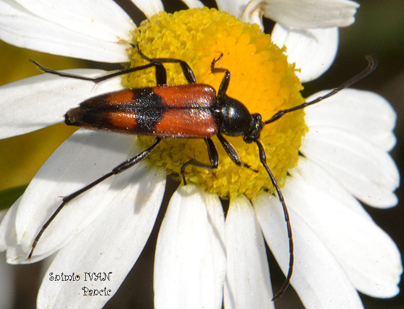 Longhorn Beetle