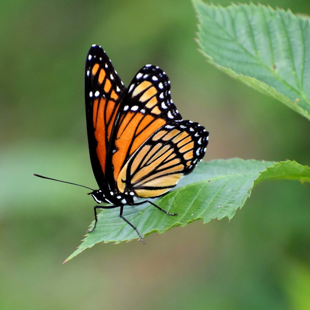 Viceroy Butterfly