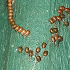 Eggs- Large Tolype Moth