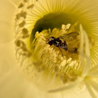 Impollinata di 