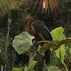 Hoatzin