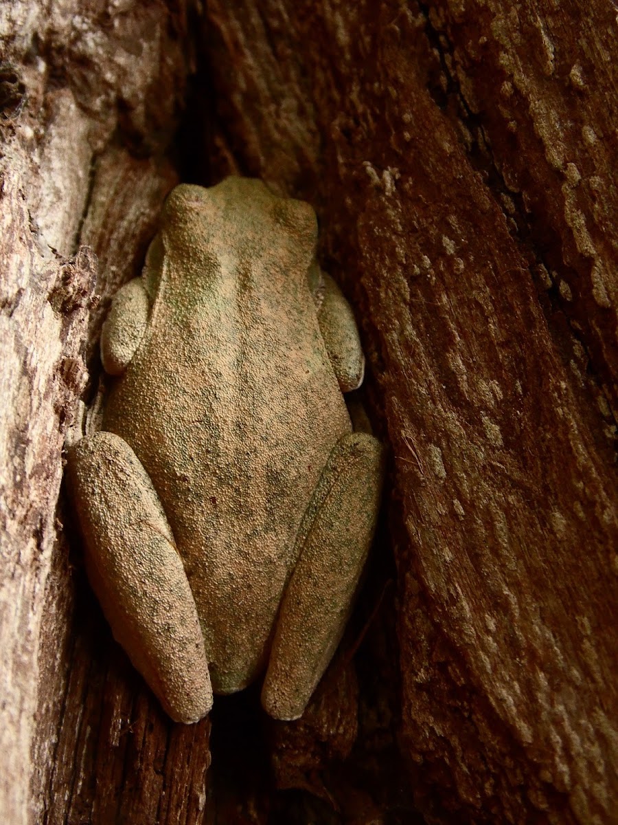 Small-eared Treefrog