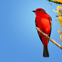 Principe (Vermilion Flycatcher)