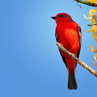 Principe (Vermilion Flycatcher)