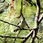 Blood-breasted Flowerpecker