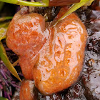 Red ascidian