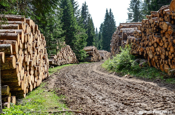 Il Profumo del Legno di mpphoto