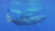 “We do not know yet what they are saying. We are studying the calls in their behavioural contexts next to understand what sperm whales might be communicating about”