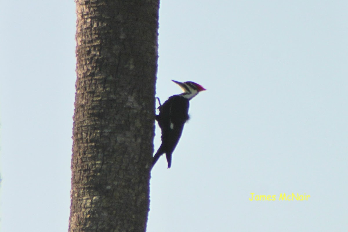 Pileated Woodpecker