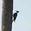 Pileated Woodpecker