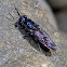 Black soldier fly