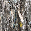 Forest tent caterpillar