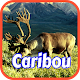 Download Caribou Wallpapers For PC Windows and Mac 1.0