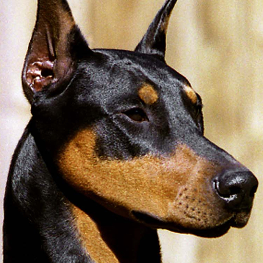 Doberman amanda episode