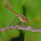 Common Darter