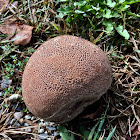 Purple-spored Puffball