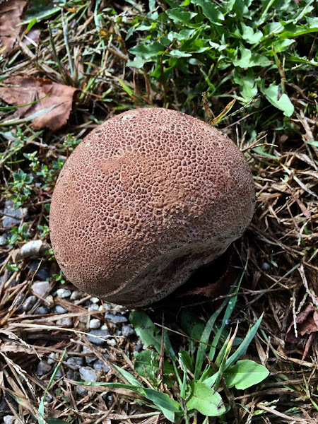 Puffball Spores - Lichen Labs