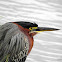 Green Heron (Garcita Verde)