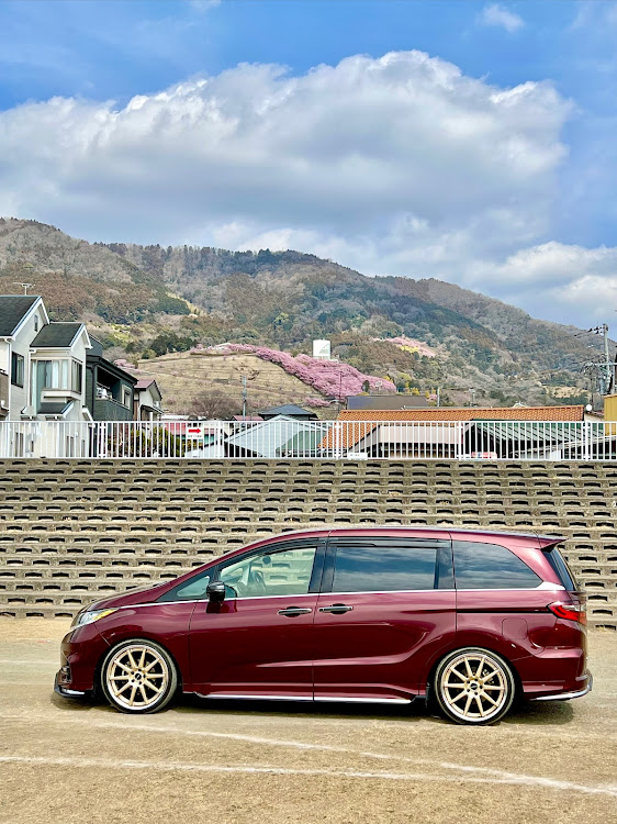 オデッセイの春を求めて・河津桜が満開・菜の花のイエローも素敵・お腹が空いたらコメダランチ・クレープは安定のおいしさに関するカスタム事例の投稿画像1枚目