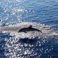 Volo in libertà di 