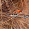 russet sparrow