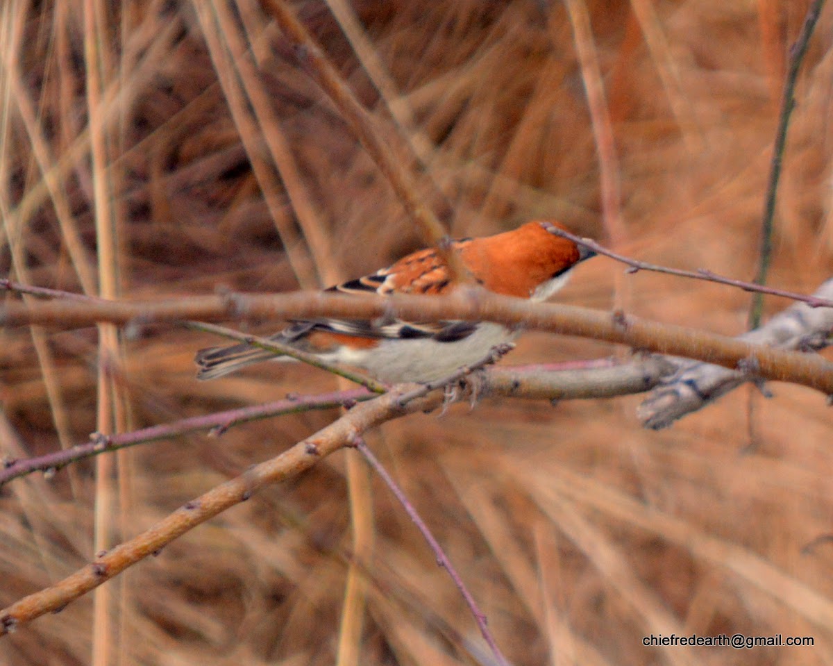 russet sparrow