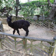 【羊世界教學休閒牧場】勇伯台灣羊庭園餐廳