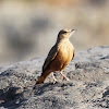 Rufous-tailed Lark