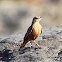 Rufous-tailed Lark