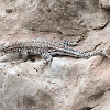 Spiny Lizard