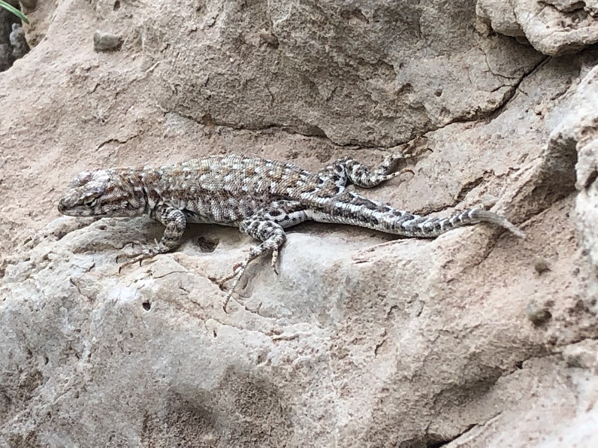 Spiny Lizard