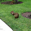 Central American Agouti