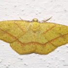 Geometrid Moth