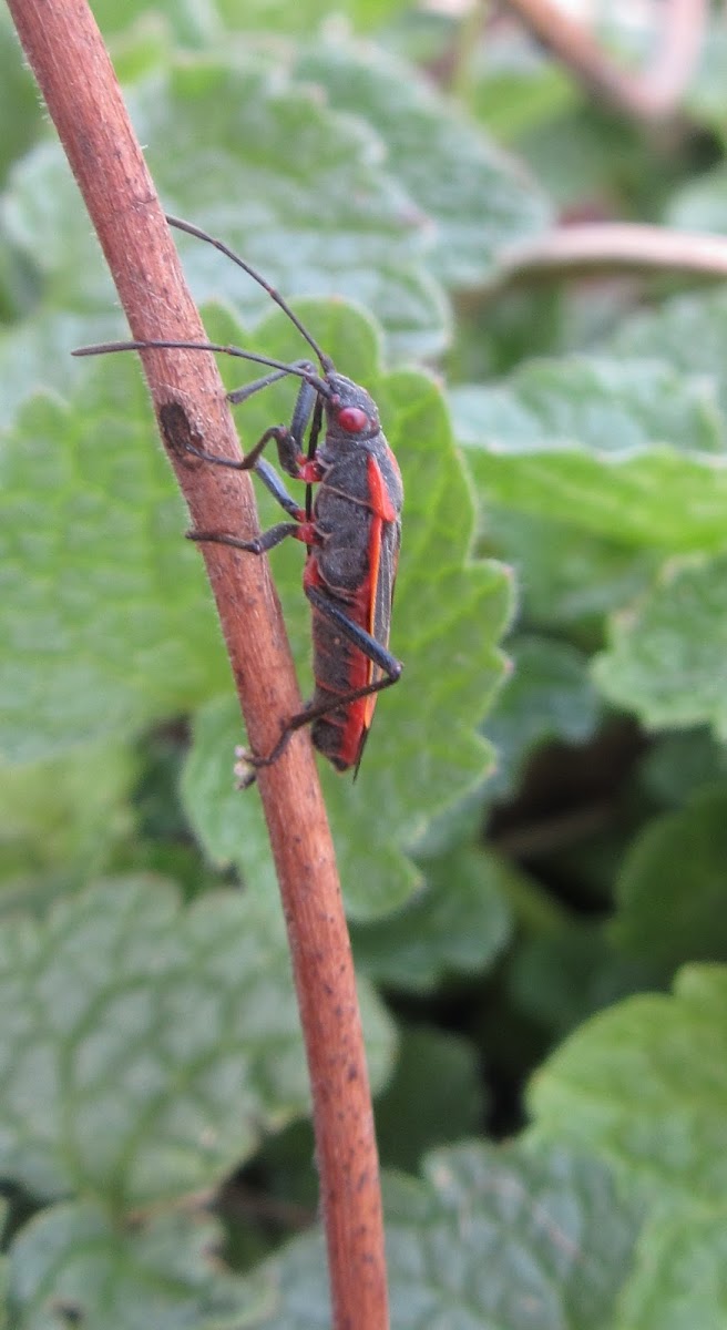 Eastern Boxelder Bug