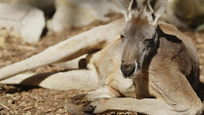 Roo Can't Chew thumbnail