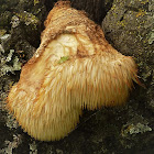 Lions Mane