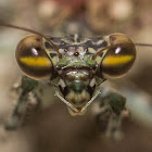 Bark Mantis