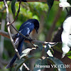 Drongo